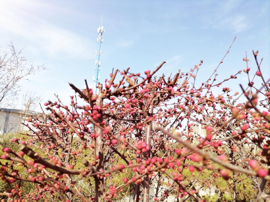 茵陈新作（图4）
