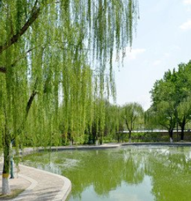 赵志君《七绝·春声》简析‖巴彦诗协诗词卷【223】（图4）