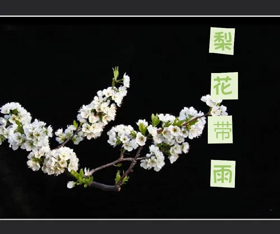 【全球风华】韩进 ‖《梨花带雨》‖ 朗诵|苡子 _海外头条