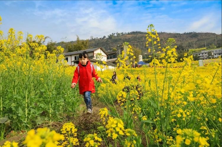 【经典推荐】刘志毅//好一片油菜花｛欣赏｝（图4）