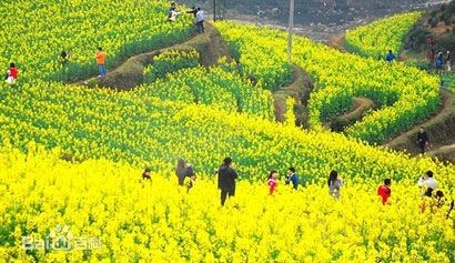 【经典推荐】刘志毅//好一片油菜花｛欣赏｝（图2）