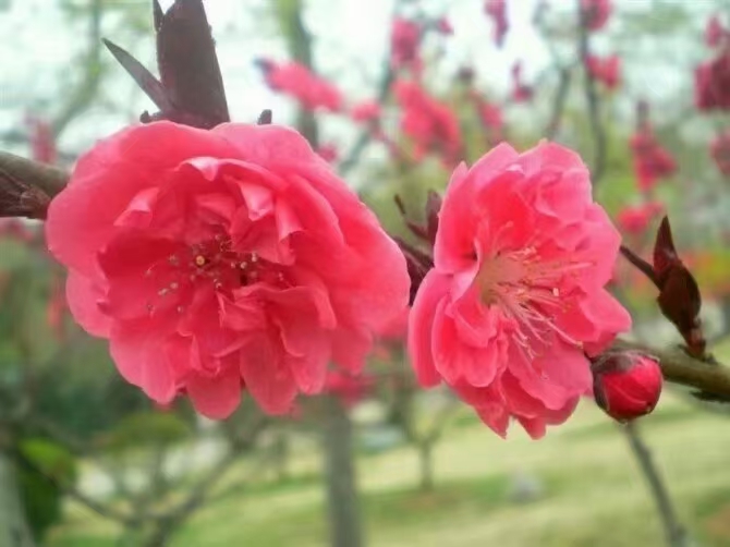 七律•家乡深春美 (80首) 中华新韵 文/画屏墨语(图3)