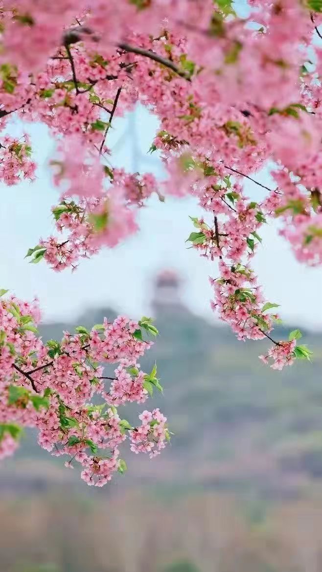 四月情思‖文图/耿连兵（图2）
