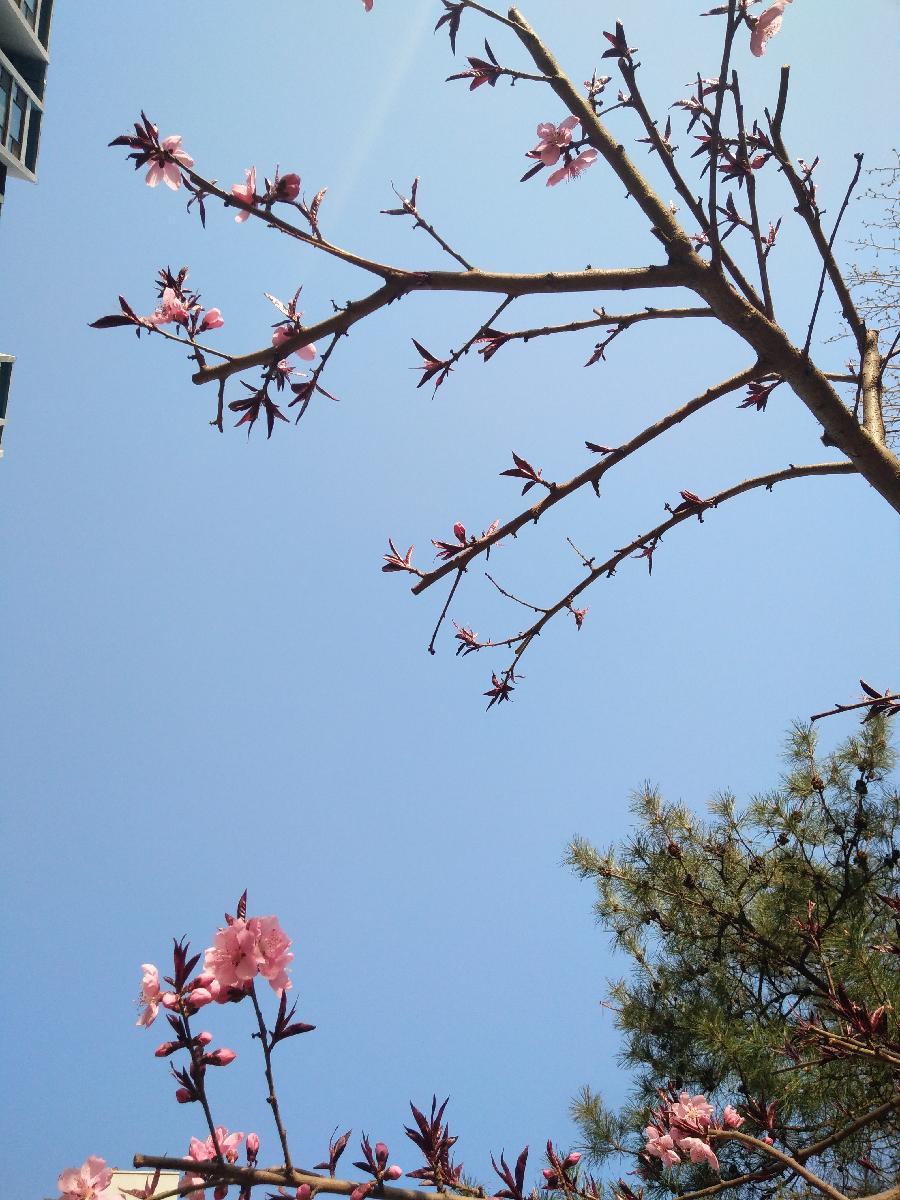 庭院桃花Ⅱ文图/吕锦芳（图9）