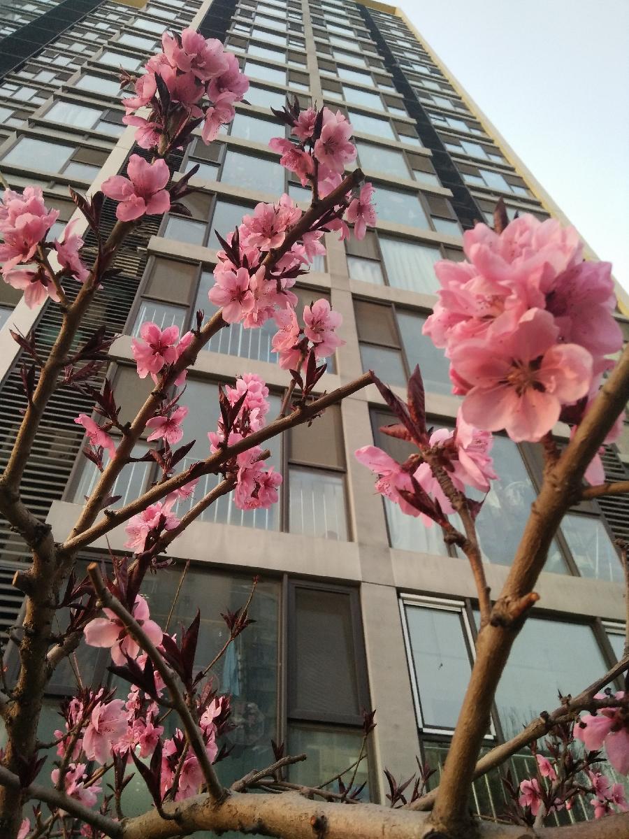 庭院桃花Ⅱ文图/吕锦芳（图8）