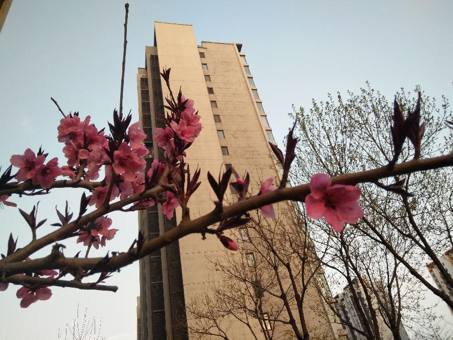 庭院桃花Ⅱ文图/吕锦芳（图7）