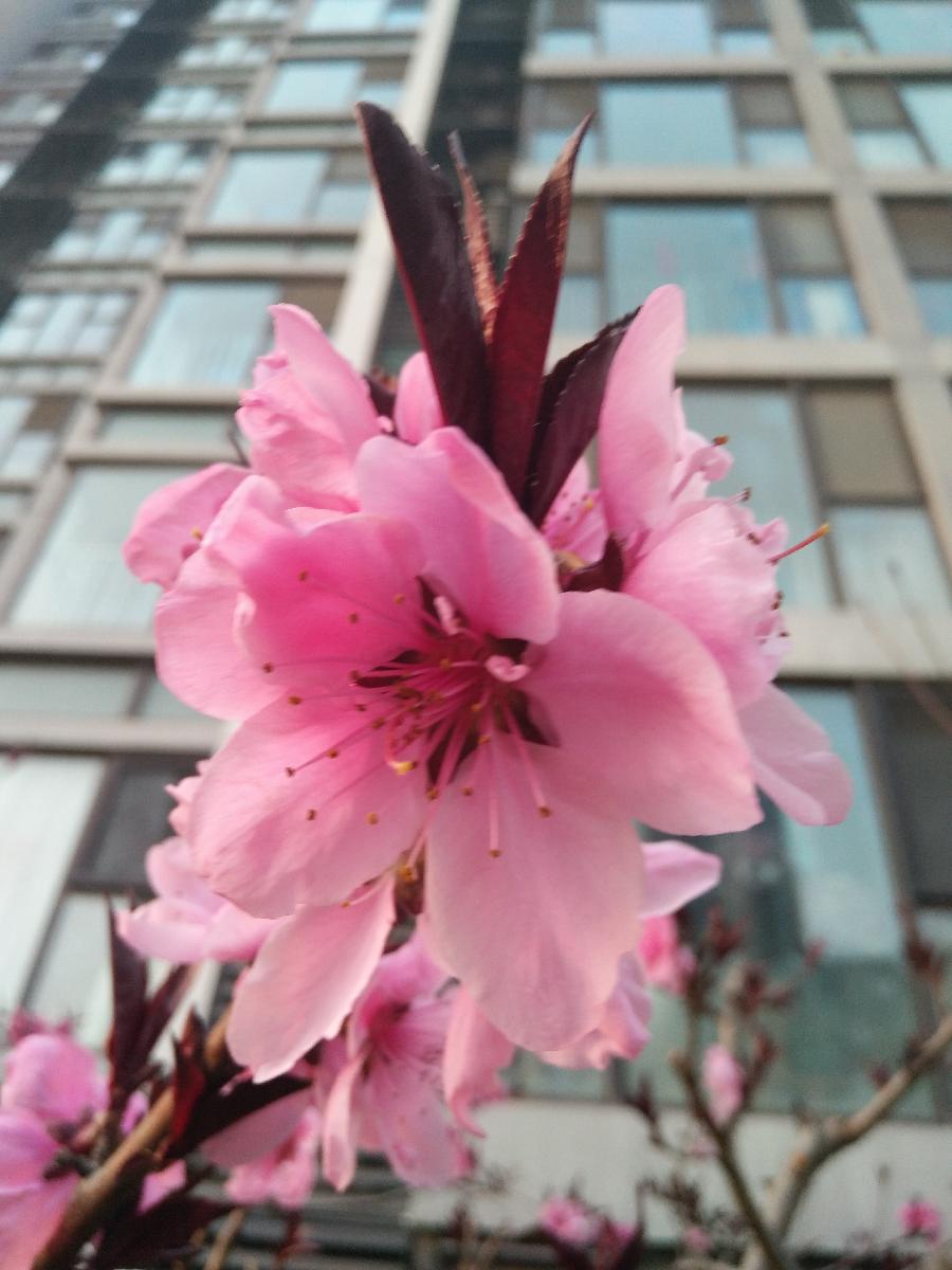 庭院桃花Ⅱ文图/吕锦芳（图3）