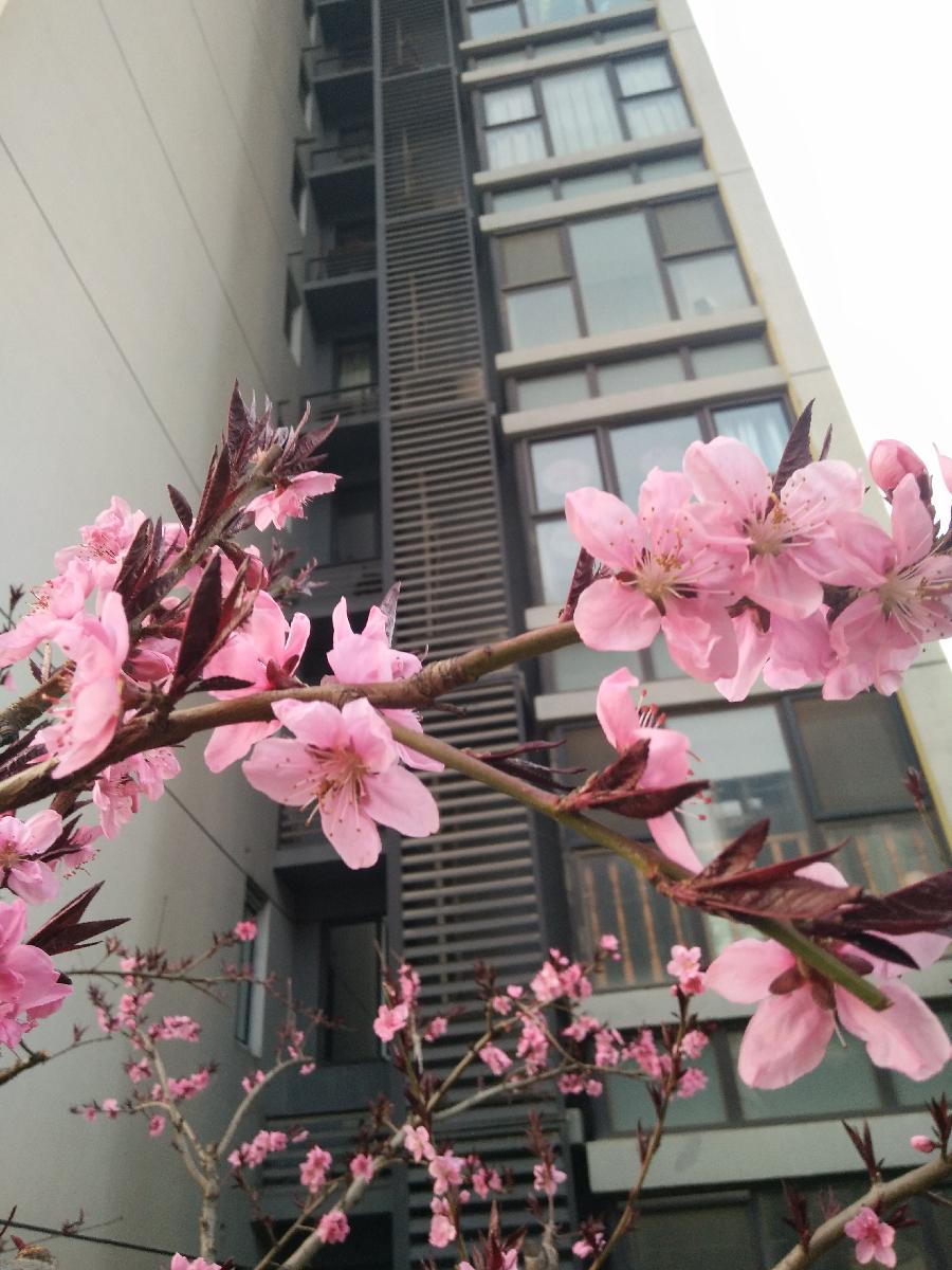 庭院桃花Ⅱ文图/吕锦芳（图6）