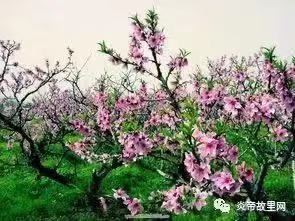 庭院桃花Ⅱ文图/吕锦芳（图5）