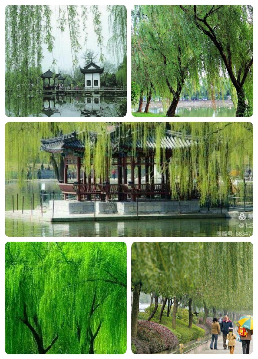中华诗艺九江格律诗词精品鉴赏(合辑)第1415期(图19)