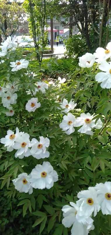 芍药牡丹（图2）
