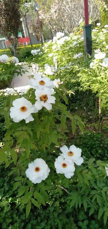 芍药牡丹（图4）