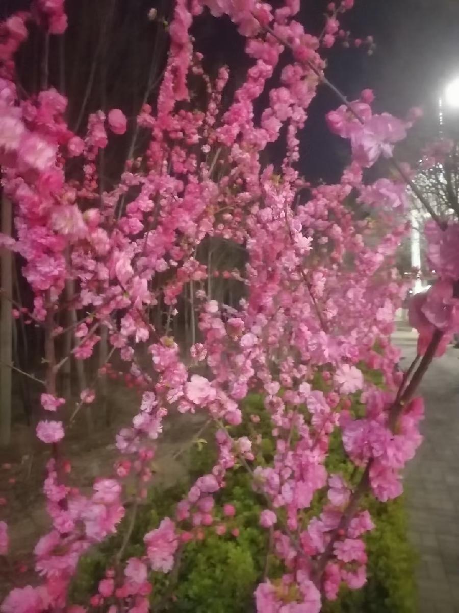 雷学刚作品(图4)