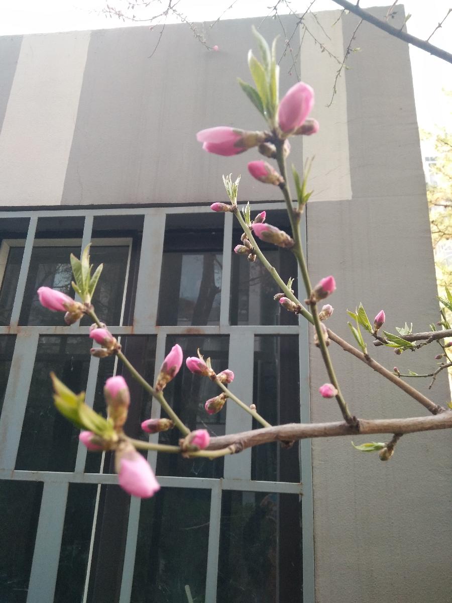 桃花美人Ⅱ文图/吕锦芳（图9）