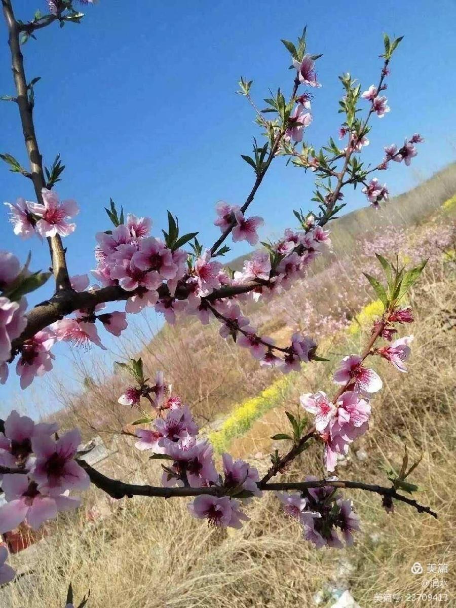 桃花美人Ⅱ文图/吕锦芳（图5）