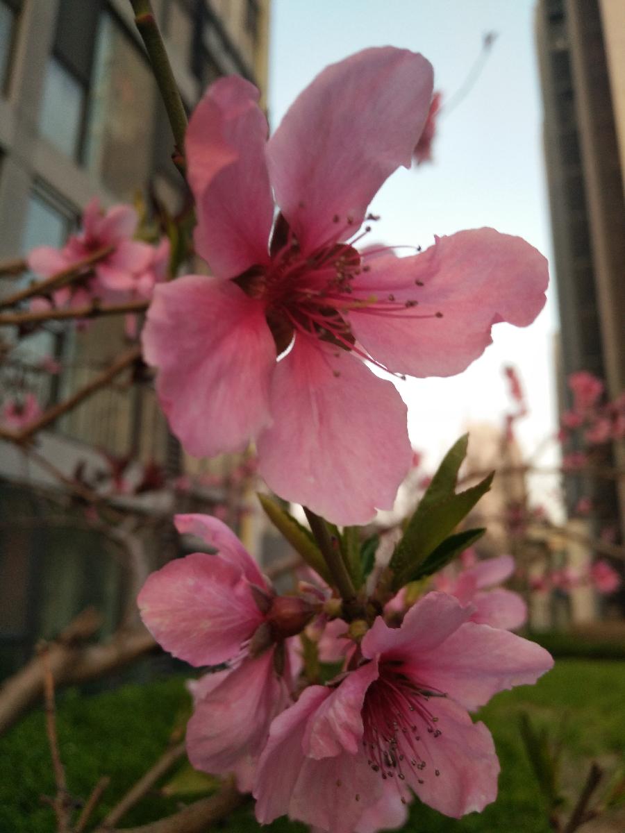 桃花美人Ⅱ文图/吕锦芳（图8）