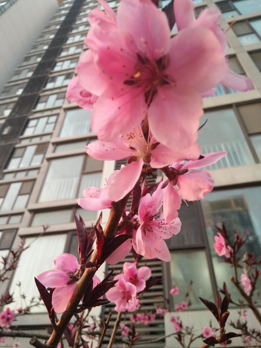 桃花美人Ⅱ文图/吕锦芳（图7）