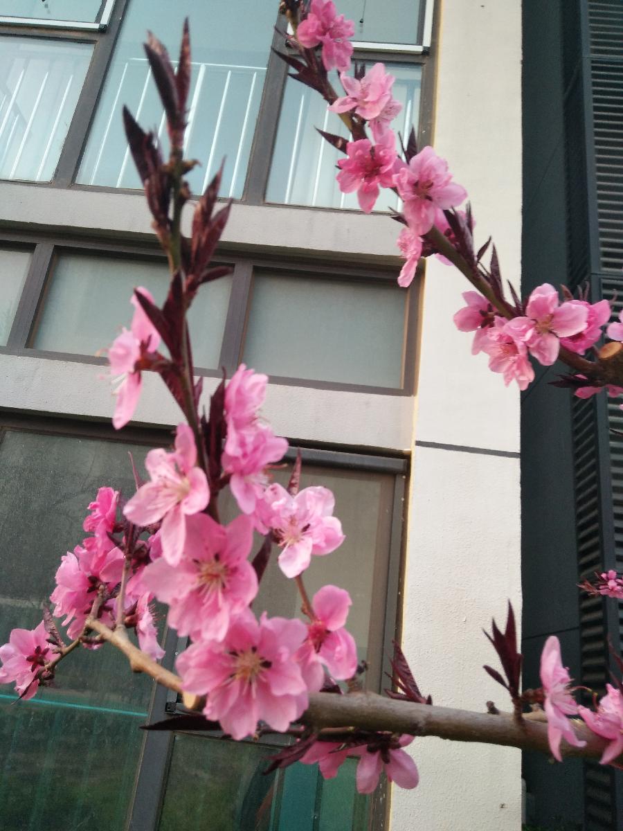 桃花美人Ⅱ文图/吕锦芳（图6）