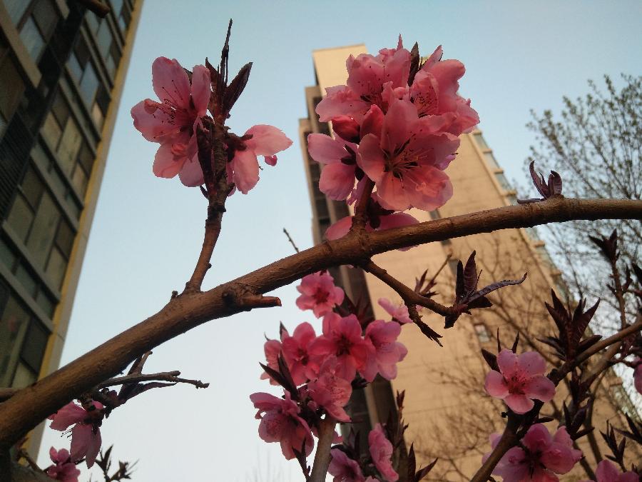 桃花美人Ⅱ文图/吕锦芳