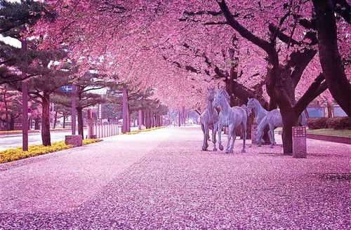 【经典推荐】昨夜天//樱花酪｛春之约共赏｝（图2）