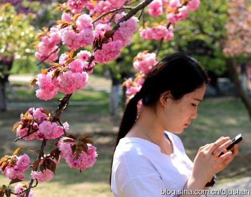 【经典推荐】昨夜天//樱花酪｛春之约共赏｝（图5）