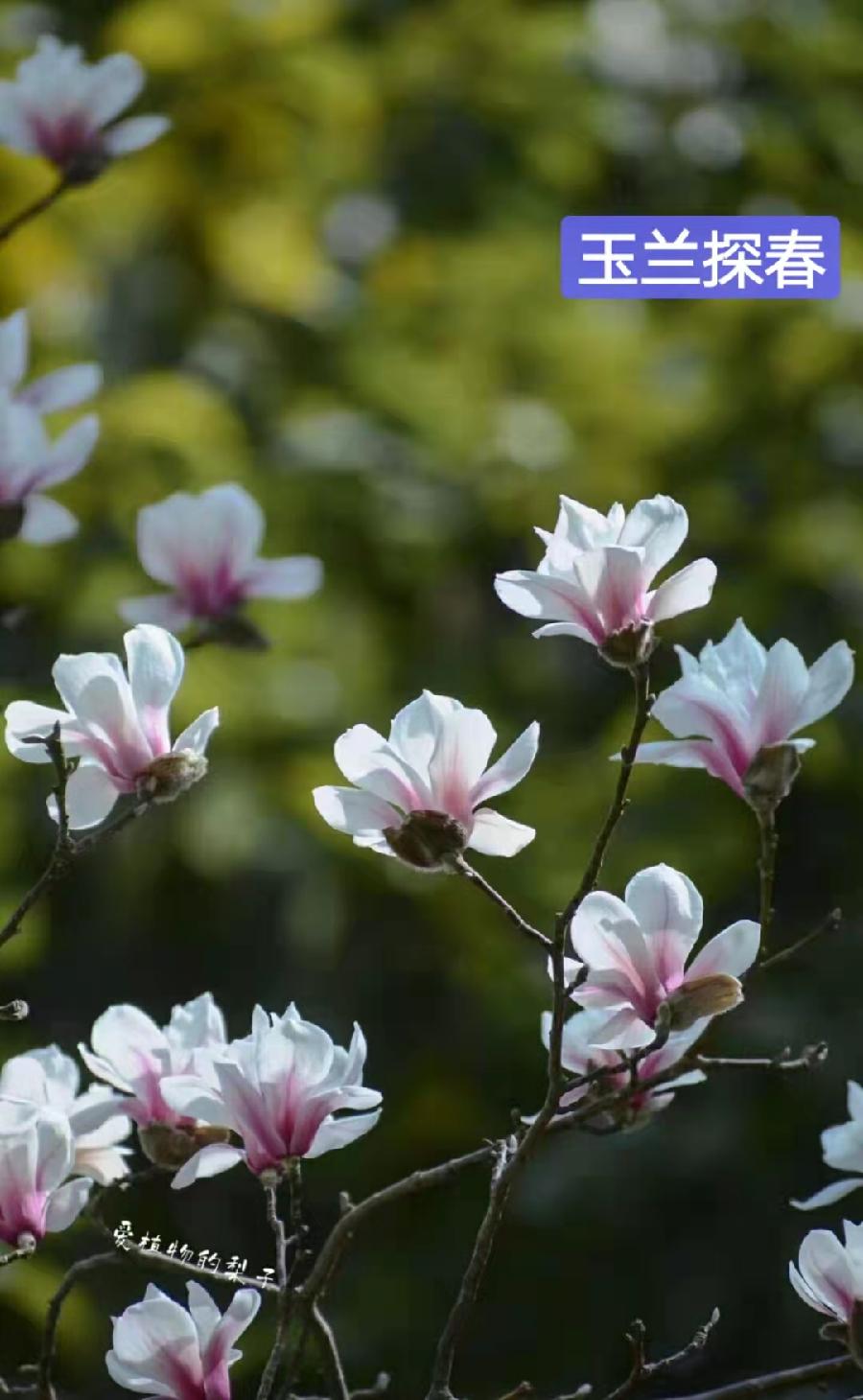 朗诵视频：闻小红老师倾情演绎习学林老师的作品：春之韵｜海外头条（图7）