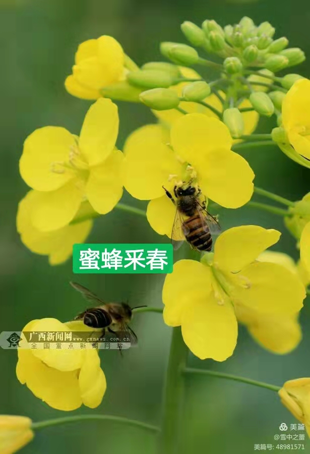 朗诵视频：闻小红老师倾情演绎习学林老师的作品：春之韵｜海外头条（图10）