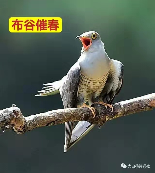 朗诵视频：闻小红老师倾情演绎习学林老师的作品：春之韵｜海外头条（图9）