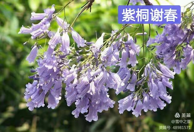朗诵视频：闻小红老师倾情演绎习学林老师的作品：春之韵｜海外头条（图11）