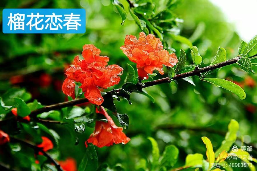 朗诵视频：闻小红老师倾情演绎习学林老师的作品：春之韵｜海外头条（图12）