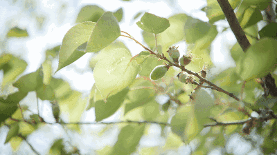 【枫雅汇看图约诗】第231期《春风万里斗芳菲》（图7）