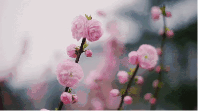 【枫雅汇看图约诗】第231期《春风万里斗芳菲》（图19）
