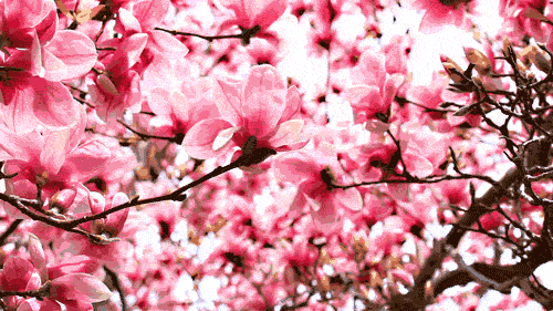 【潇湘文学社】潇湘如兰诗社《仲春》(总309期)(图26)