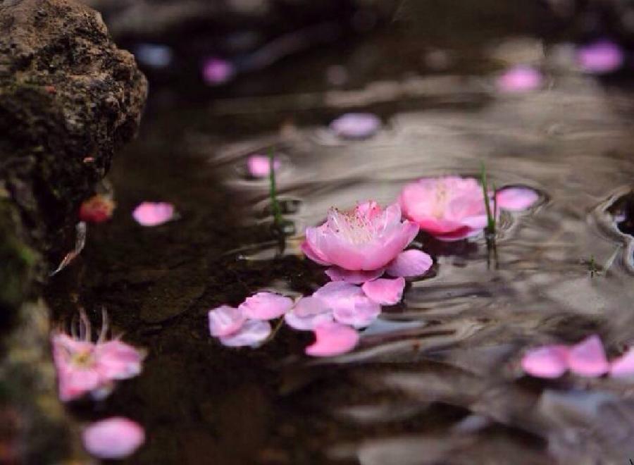 一曲桃花水