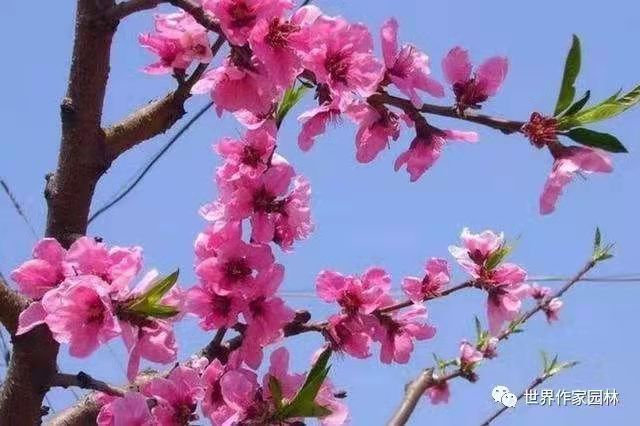 一曲桃花水（图6）