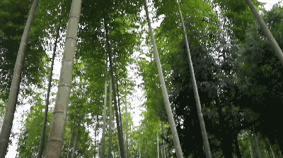 【潇湘文学社】潇湘陶菊诗社《随吟》(总311期)(图33)