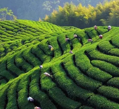 中华诗艺九江格律诗词精品鉴赏(合辑)第1415期(图54)