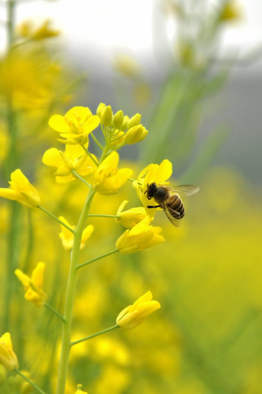 油菜花开文/ 邹炳新（图2）