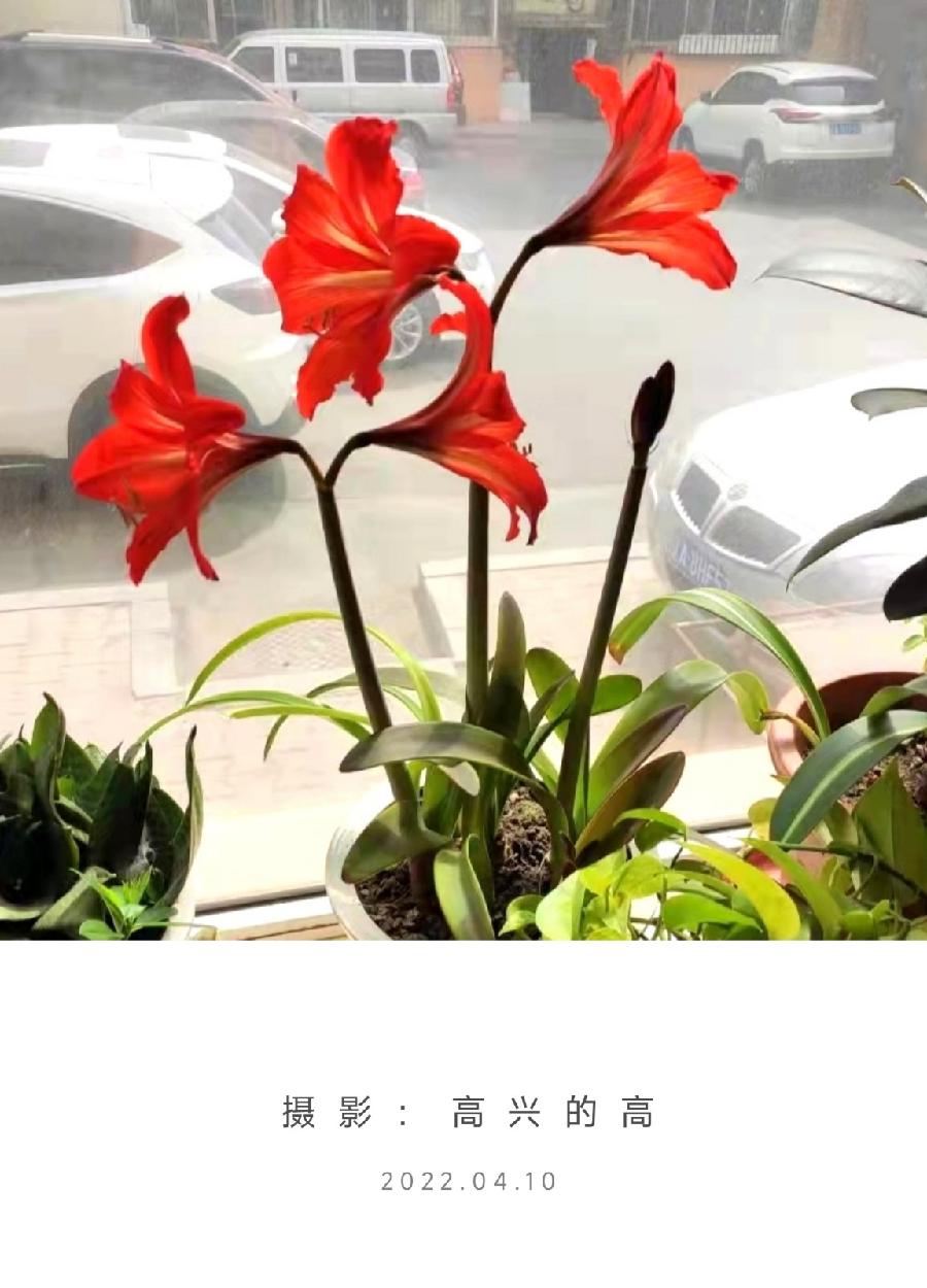 北疆诗苑100 春天的故事（外二首）作者：北疆
