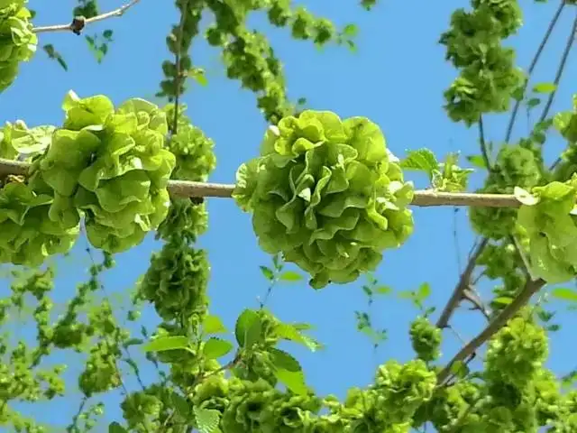 风雅诗社·第十六期·格律篇（图4）