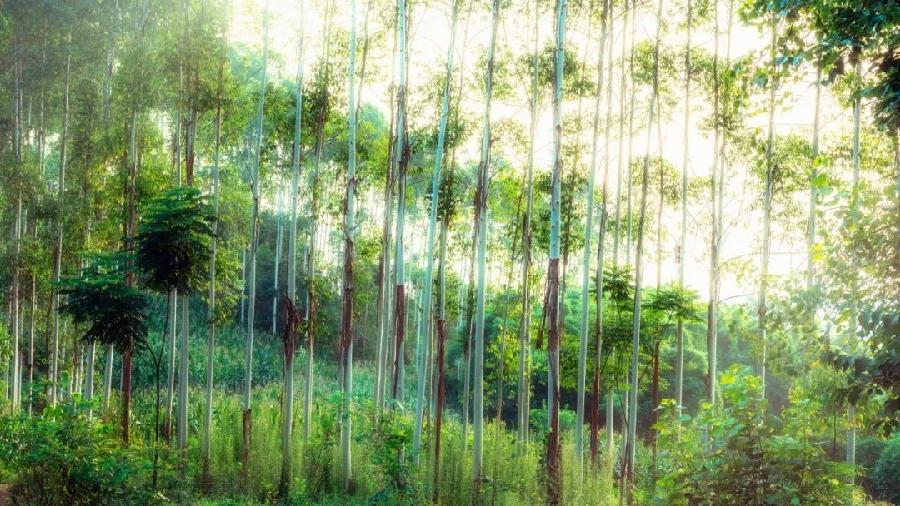 风雅诗社·第十六期·格律篇（图5）