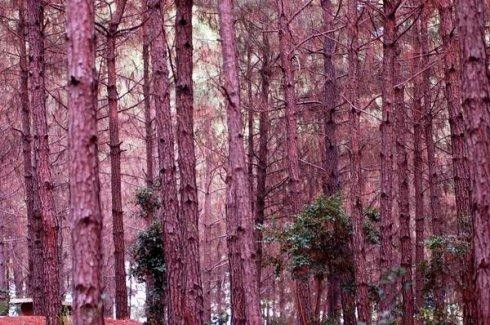 【九江文学社：北京头条】孙书林先生歌词选登（图3）
