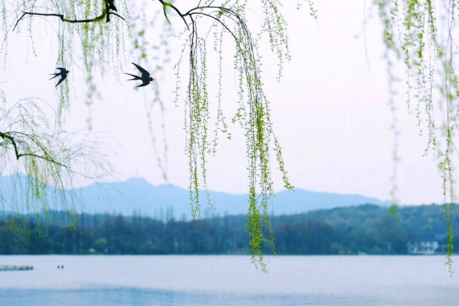 〔词八首〕作者 落雨的秋(四川)【冰心文化传媒】(图5)