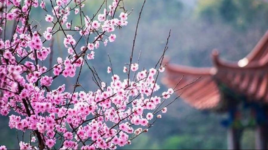 东渡诗社：四月刊｜海外头条（图27）