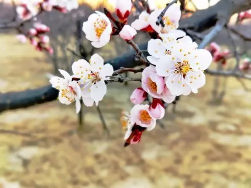[桃源古韵]诗词鉴赏——春花系列|作者:马守华[总1094期]（图3）