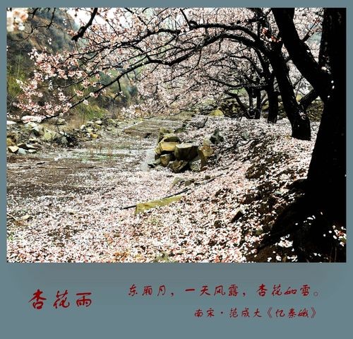 【经典推荐】昨夜天//等一场杏花雨 漫入我的诗行（图4）