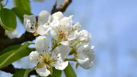 [桃源古韵]诗词鉴赏——春花系列|作者:马守华[总1094期]（图7）