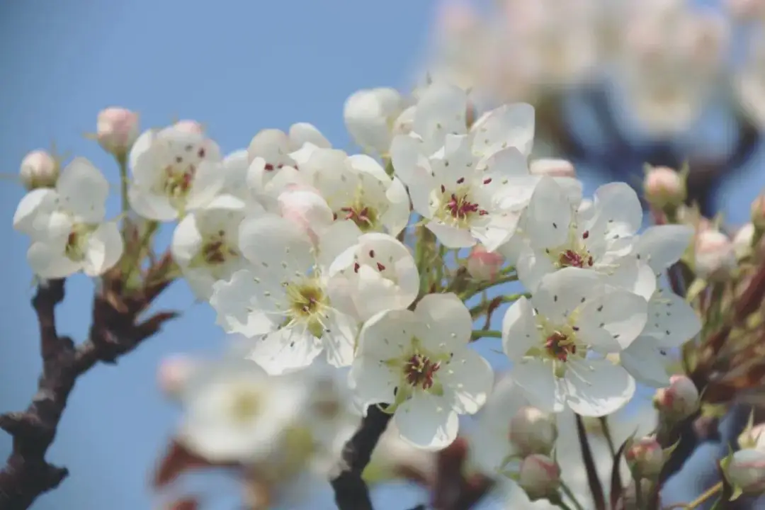 [桃源古韵]诗词鉴赏——春花系列|作者:马守华[总1094期]（图10）