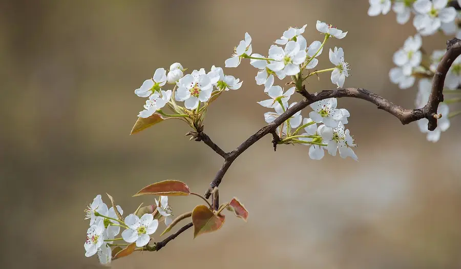 [桃源古韵]诗词鉴赏——春花系列|作者:马守华[总1094期]（图12）