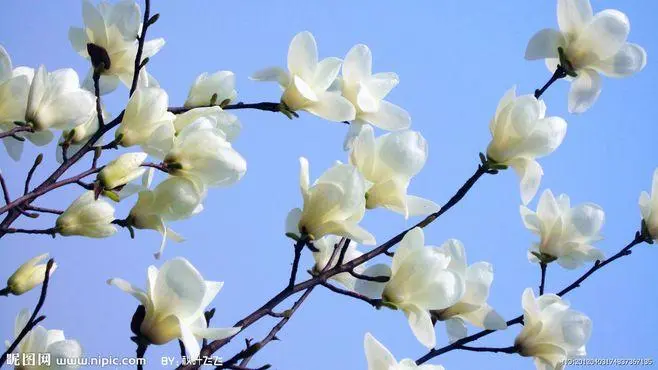 [桃源古韵]诗词鉴赏——春花系列|作者:马守华[总1094期]（图13）